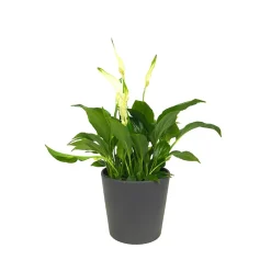 Spathiphyllum wallisii 'Bellini' (Espatifilo)