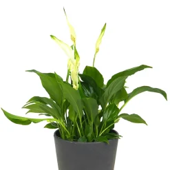 Spathiphyllum wallisii 'Bellini' (Espatifilo)