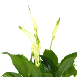 Spathiphyllum wallisii 'Bellini' (Espatifilo)