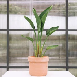 Strelitzia augusta