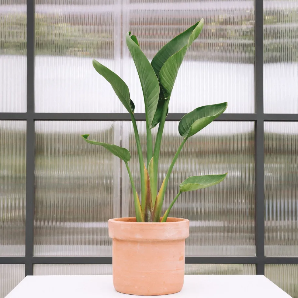 Strelitzia augusta