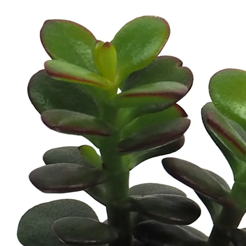 Suculenta Colección Sorpresa