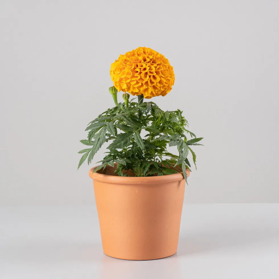 Tagetes erecta (Clavel de la india)