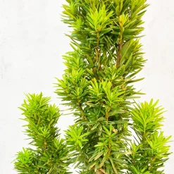 Tejo Común - Taxus baccata 'David'