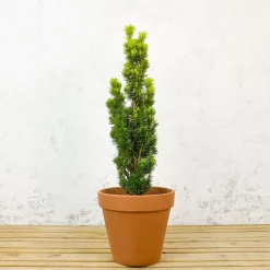 Tejo Común - Taxus baccata 'David'