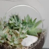 Terrario cactus y crasas (Manzana)