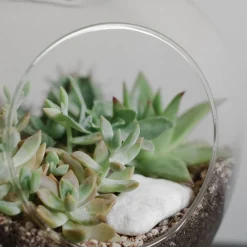 Terrario cactus y crasas (Manzana)