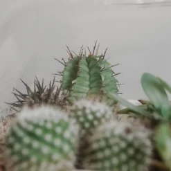 Terrario cactus y crasas (Manzana)