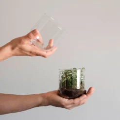 Terrario plantas Fittonia