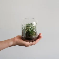 Terrario plantas Fittonia