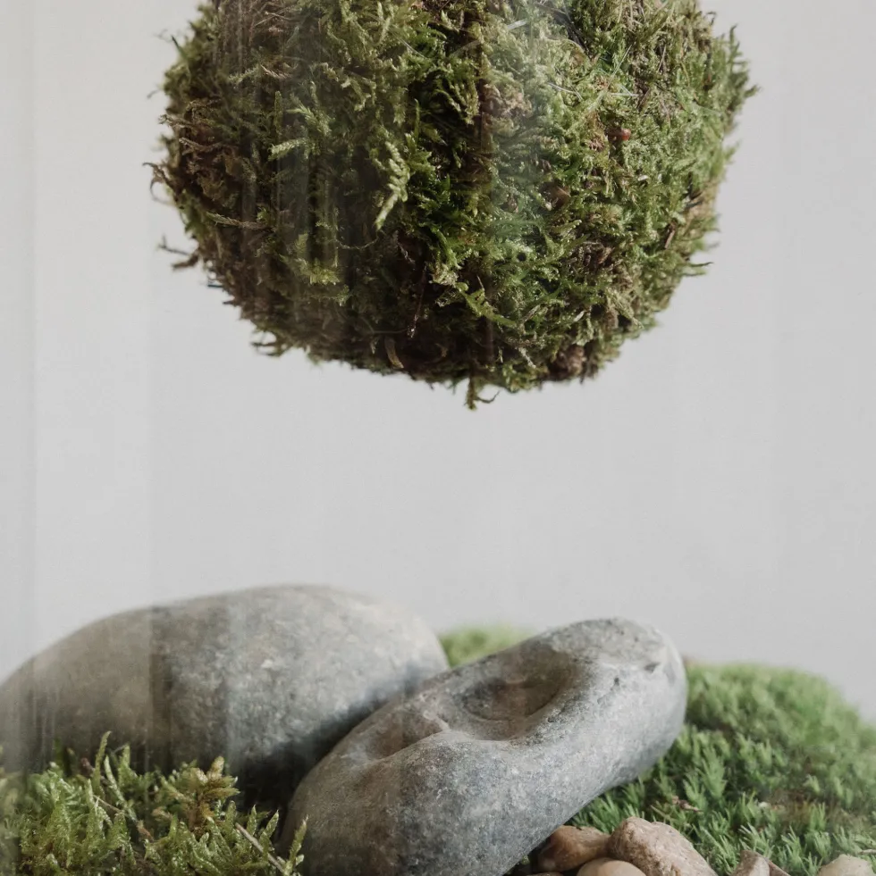 Terrario plantas Kokedama Calathea