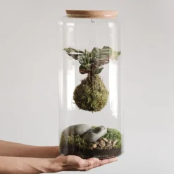 Terrario plantas Kokedama Calathea
