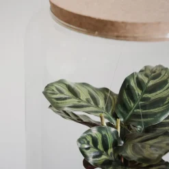 Terrario plantas Kokedama Calathea
