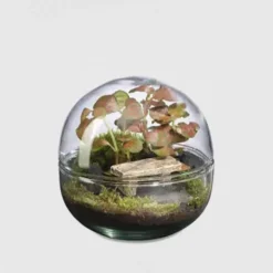 Terrario plantas Terra Mini Monde Landscape