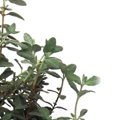 Teucrium fruticans
