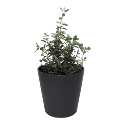 Teucrium fruticans