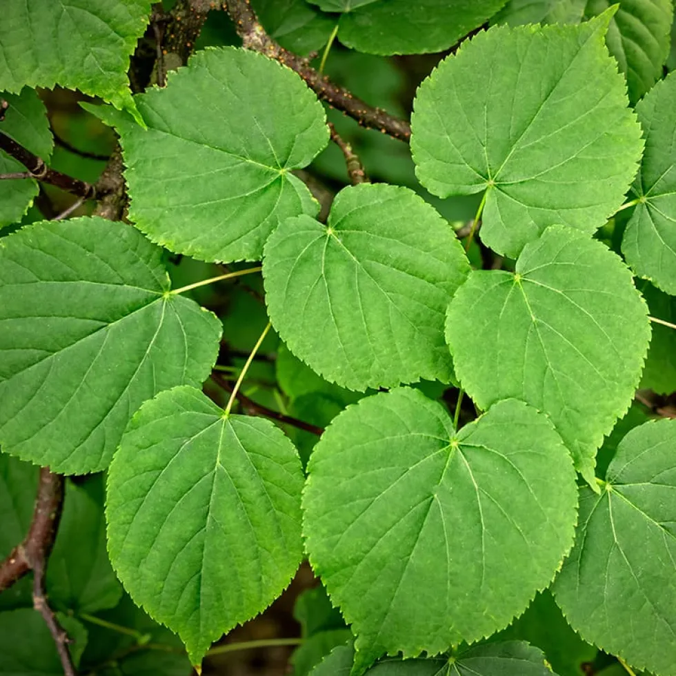 Tilia americana 'Redmond'