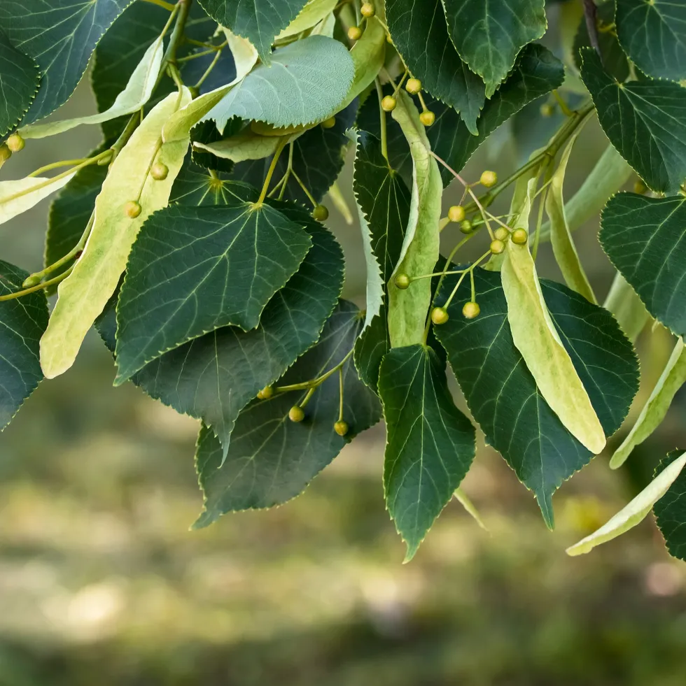 Tilia americana 'Redmond'