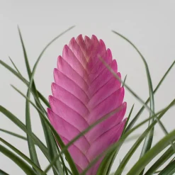 Tillandsia cyanea 'Anita'