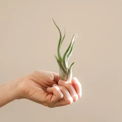Tillandsia spp.