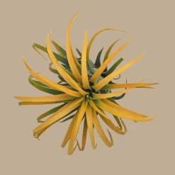 Tillandsia spp.