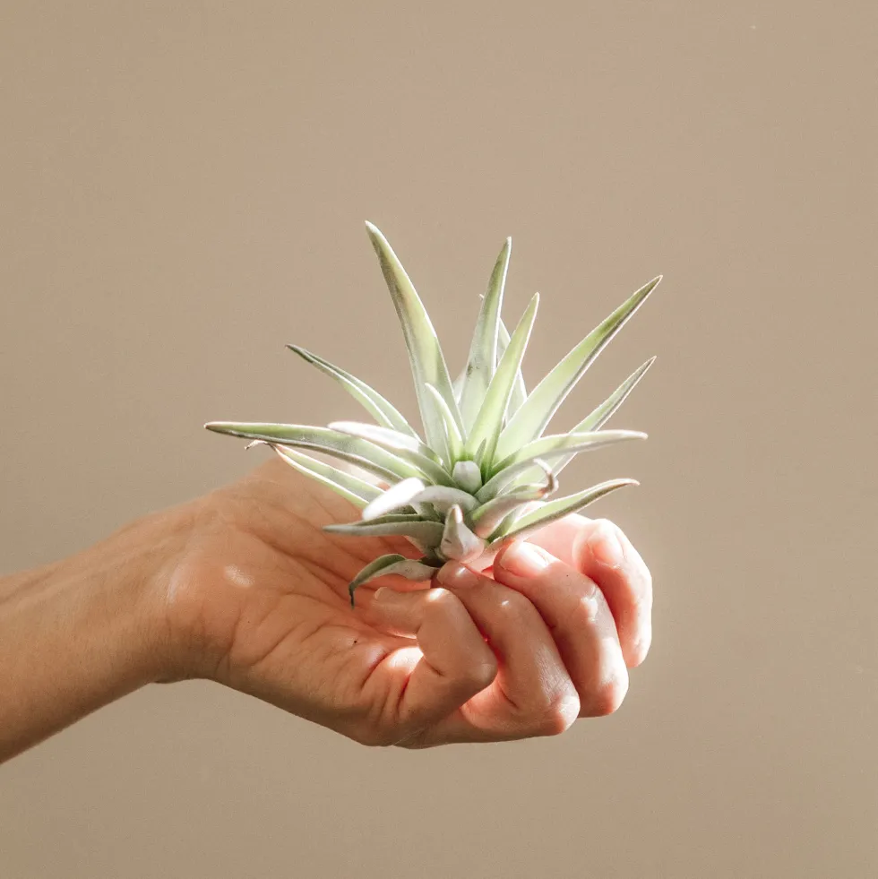Tillandsia spp.