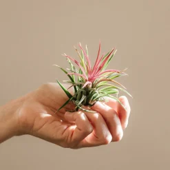Tillandsia spp.