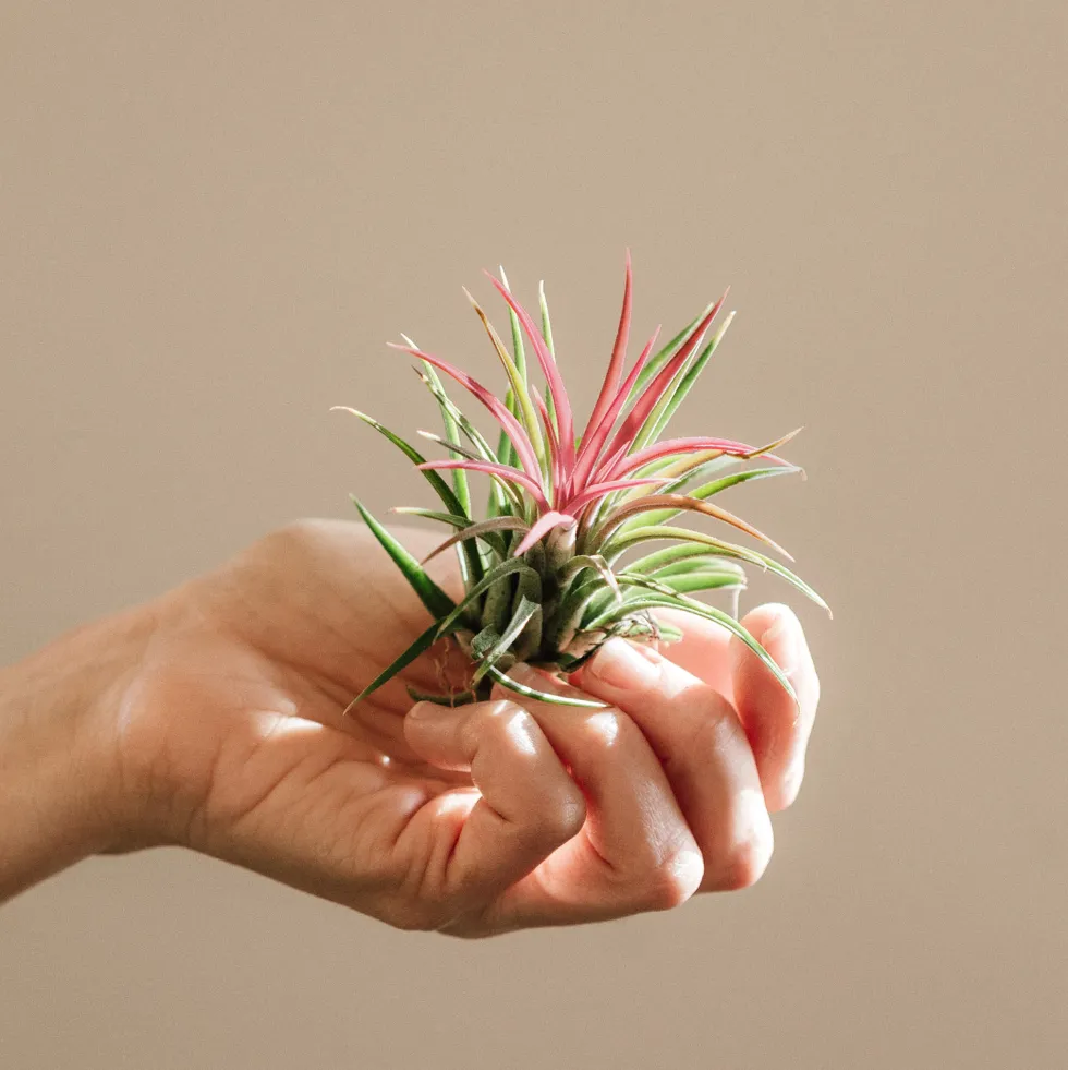 Tillandsia spp.