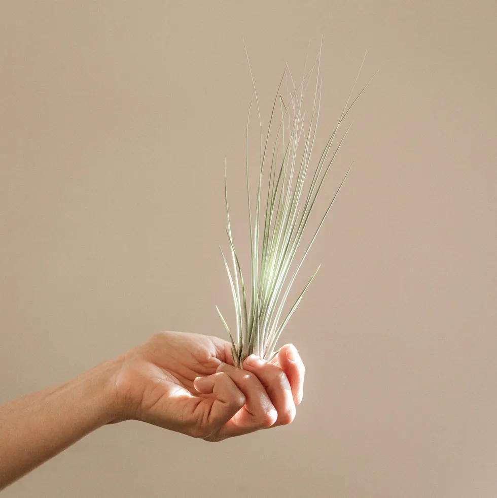 Tillandsia spp.