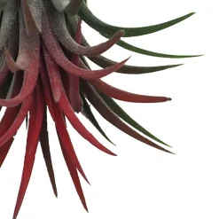Tillandsia spp.