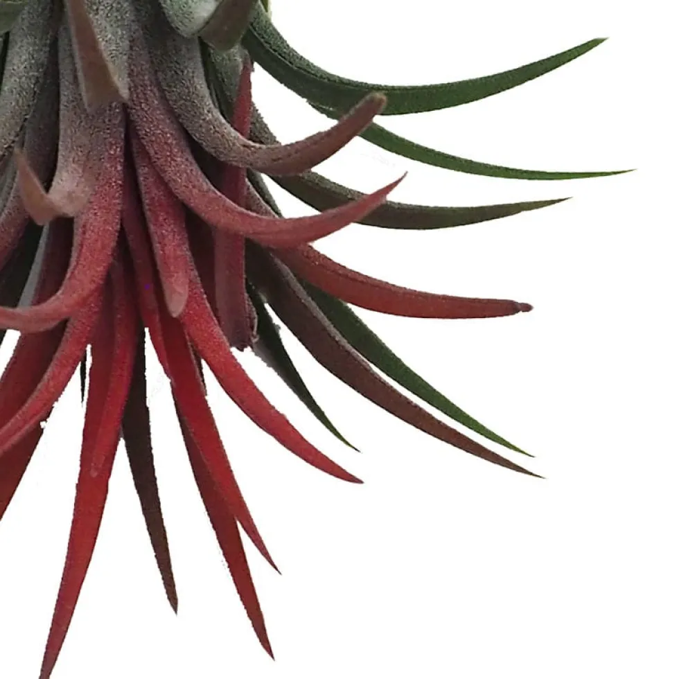Tillandsia spp.