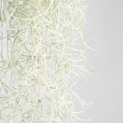 Tillandsia usneoides