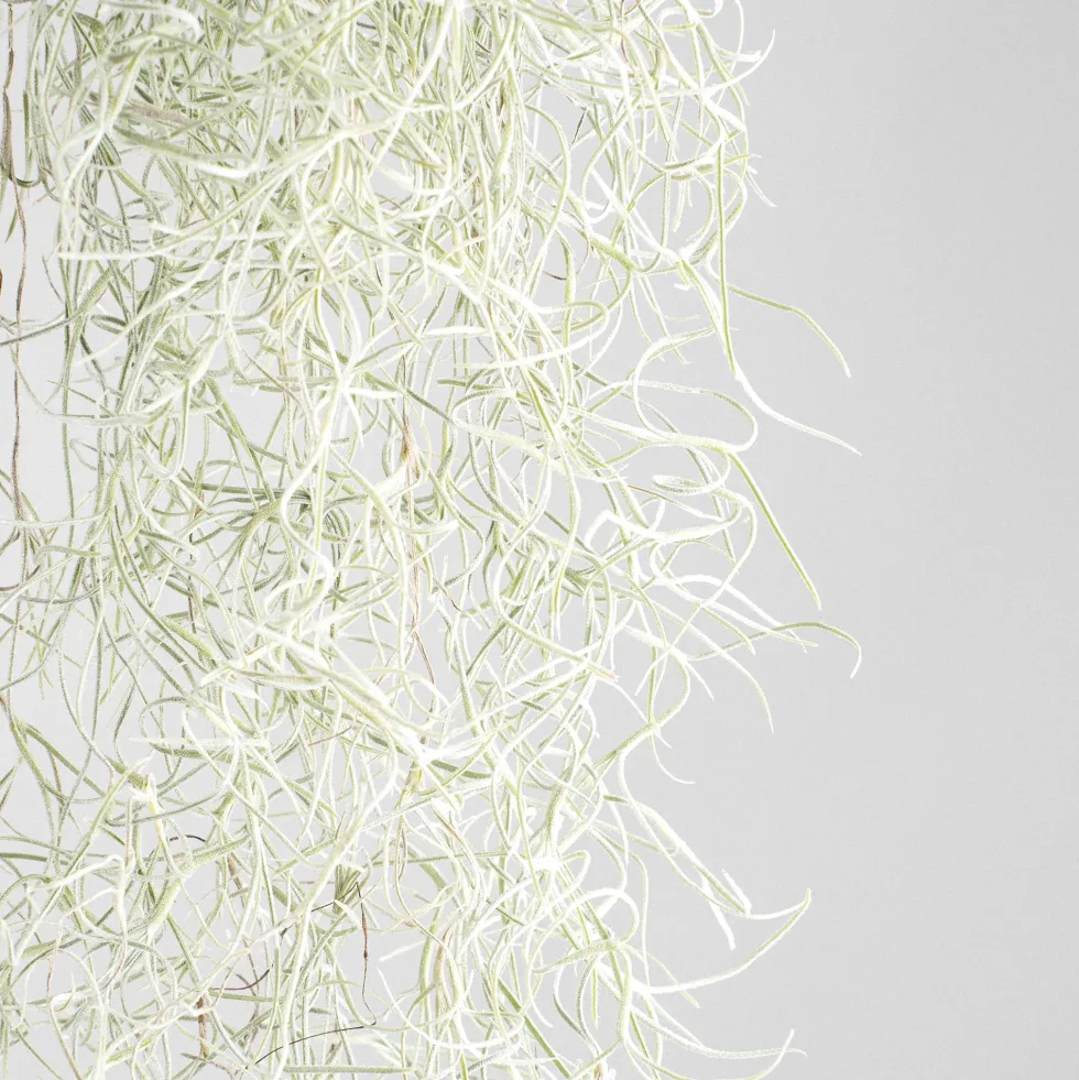 Tillandsia usneoides