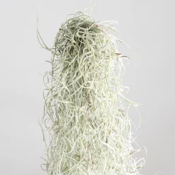 Tillandsia usneoides