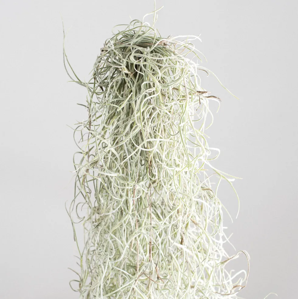 Tillandsia usneoides