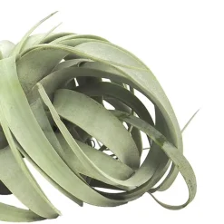 Tillandsia xerographica