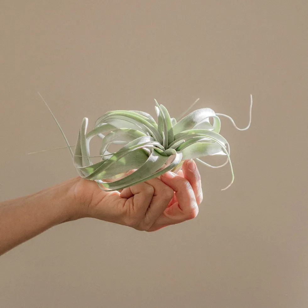 Tillandsia xerographica