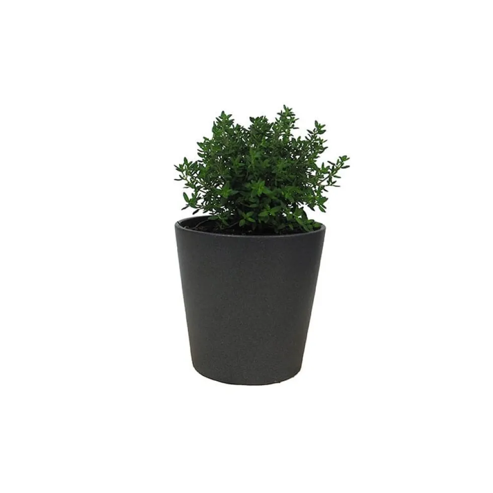 Tomillo compacto (Thymus vulgaris 'Compactus') - Planta aromática