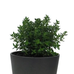 Tomillo compacto (Thymus vulgaris 'Compactus') - Planta aromática