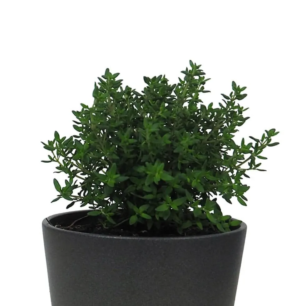 Tomillo compacto (Thymus vulgaris 'Compactus') - Planta aromática