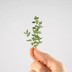 Tomillo compacto (Thymus vulgaris 'Compactus') - Planta aromática