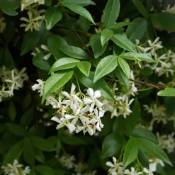 Trachelospermum jasminoides (Jazmín estrellado)