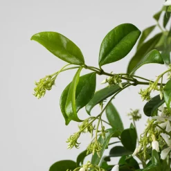 Trachelospermum jasminoides (Jazmín estrellado)