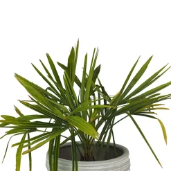 Trachycarpus fortunei (Chamaerops excelsa)