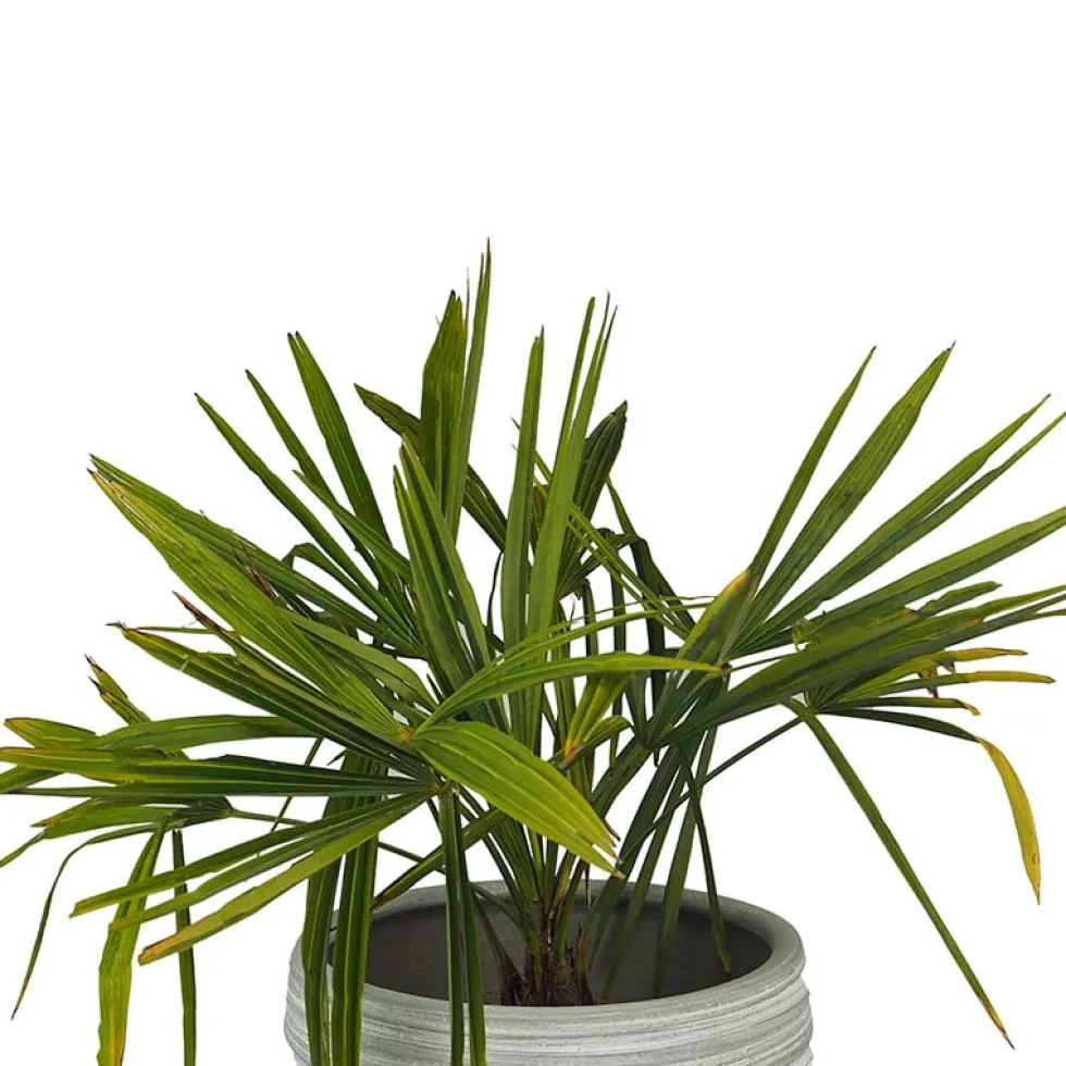 Trachycarpus fortunei (Chamaerops excelsa)