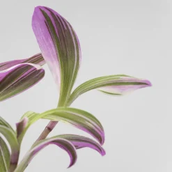 Tradescantia fluminensis 'Nanouk Lilac' Mini