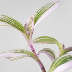 Tradescantia fluminensis 'Nanouk Lilac' Mini