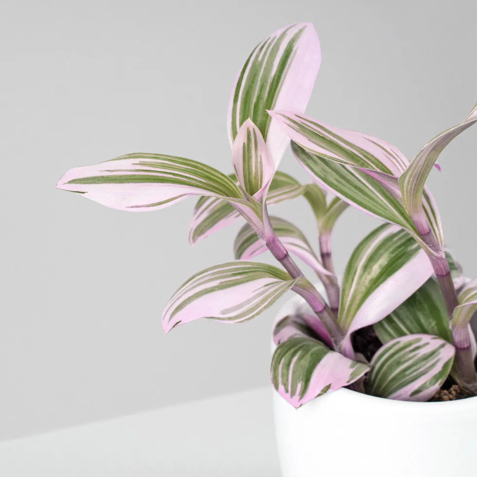 Tradescantia fluminensis 'Nanouk Lilac' Mini