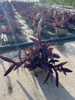 Tradescantia pallida purpurea