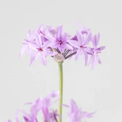 Tulbaghia violacea